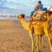 Wielbłądy na piaszczystej plaży. - Traveligo Blog