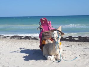 Wielbłąd na plaży z różowym plecakiem. Traveligo Blog