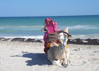 Wielbłąd na plaży z różowym plecakiem. Traveligo Blog