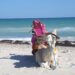 Wielbłąd na plaży z różowym plecakiem. Traveligo Blog