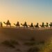 Karawana wielbłądów na pustyni - Traveligo Blog