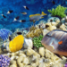 Kolorowe ryby w rafie koralowej - Traveligo Blog