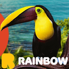 Kolorowy ptak z wielkim dziobem. Traveligo Blog