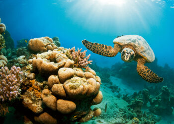 Marsa Alam, Egipt