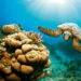 Marsa Alam, Egipt