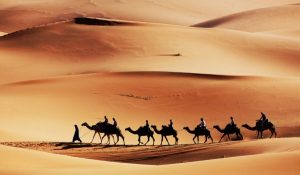 Karawana wielbłądów na piasku pustyni. - Traveligo Blog