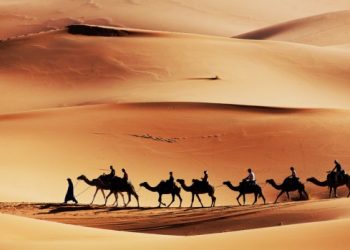 Karawana wielbłądów na piasku pustyni. - Traveligo Blog