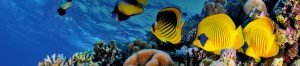 Kolorowa rafa koralowa z tropikalnymi rybami. Traveligo Blog
