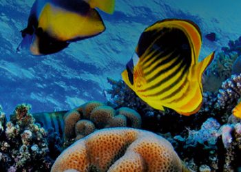 Kolorowa rafa koralowa z tropikalnymi rybami. Traveligo Blog