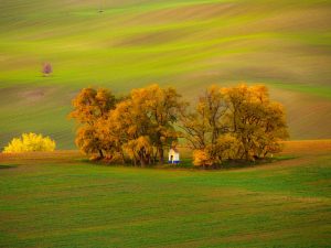 Jesiennie zbarwione drzewa w polu. Traveligo Blog