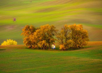 Jesiennie zbarwione drzewa w polu. Traveligo Blog