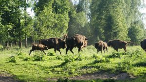 Stado żubrów w lesie - Traveligo Blog