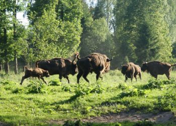 Stado żubrów w lesie - Traveligo Blog