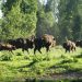Stado żubrów w lesie - Traveligo Blog