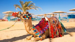 Djerba wycieczki