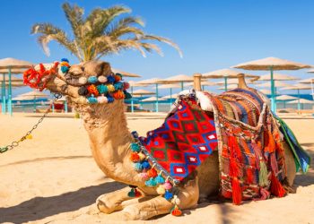 Djerba wycieczki