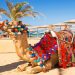 Djerba wycieczki