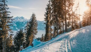 Snieżne góry, wysokie drzewa - Traveligo Blog