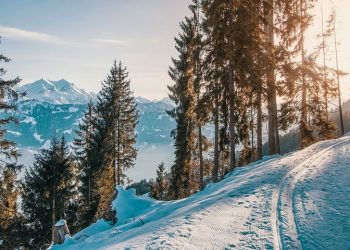 Snieżne góry, wysokie drzewa - Traveligo Blog