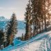 Snieżne góry, wysokie drzewa - Traveligo Blog