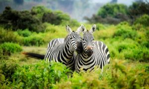 Kenia last minute