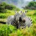 Kenia last minute