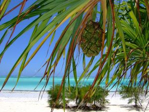 Zanzibar wakacje