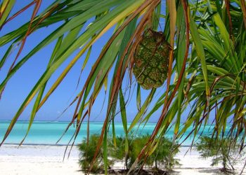 Zanzibar wakacje