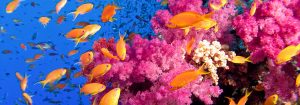 Sharm el Sheikh wakacje