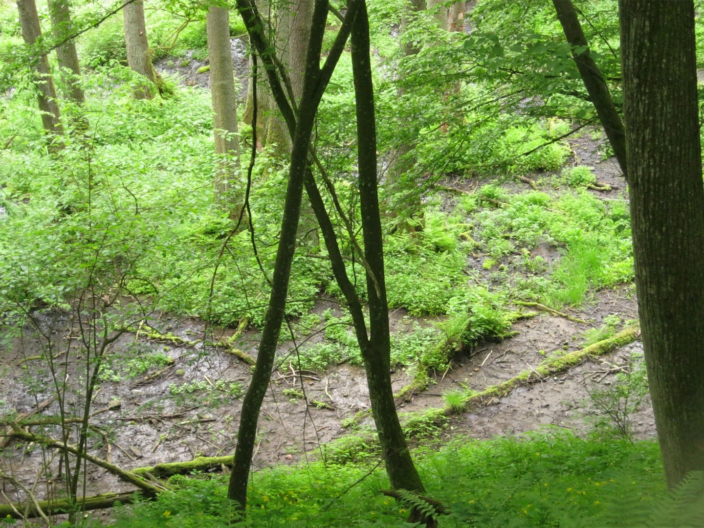 Źródła Łyny