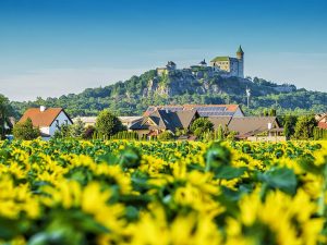 Zielone wzgórza, zamek na szczycie, pola słoneczników - Traveligo Blog