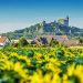 Zielone wzgórza, zamek na szczycie, pola słoneczników - Traveligo Blog