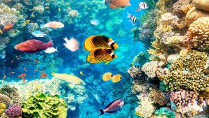 Kolorowa rafa koralowa z różnorodną morską fauną. Traveligo Blog