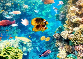 Kolorowa rafa koralowa z różnorodną morską fauną. Traveligo Blog