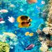Kolorowa rafa koralowa z różnorodną morską fauną. Traveligo Blog