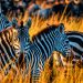 Kenia wakacje
