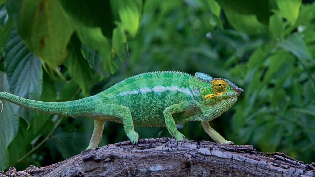 Wakacje last minute na Madagaskarze
