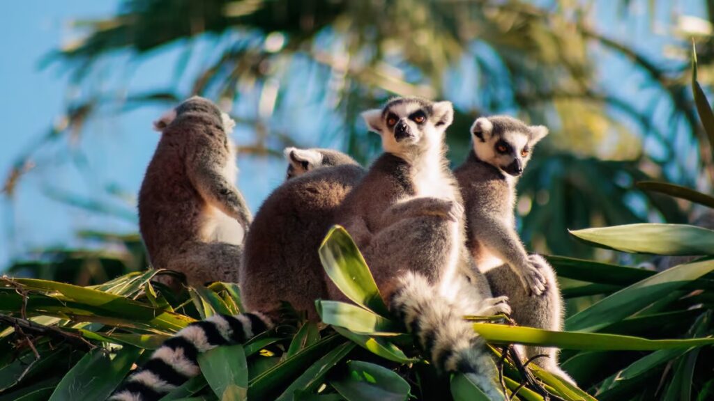 Madagaskar wakacje