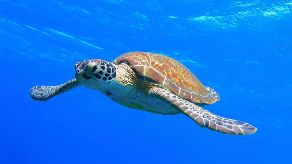 wycieczki na Mauritius