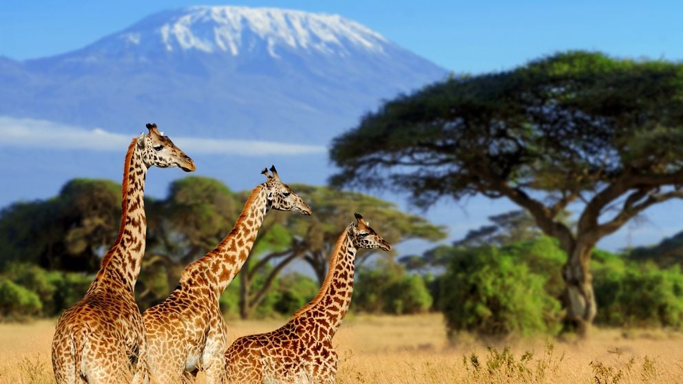Kenia last minute