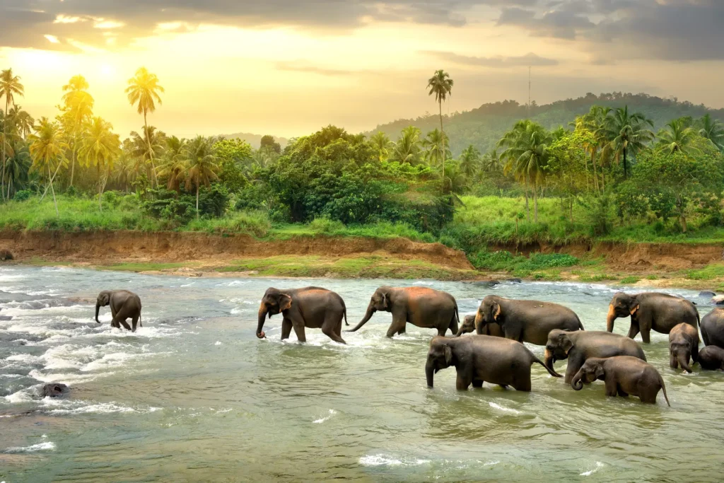 Sri Lanka wakacje last minute