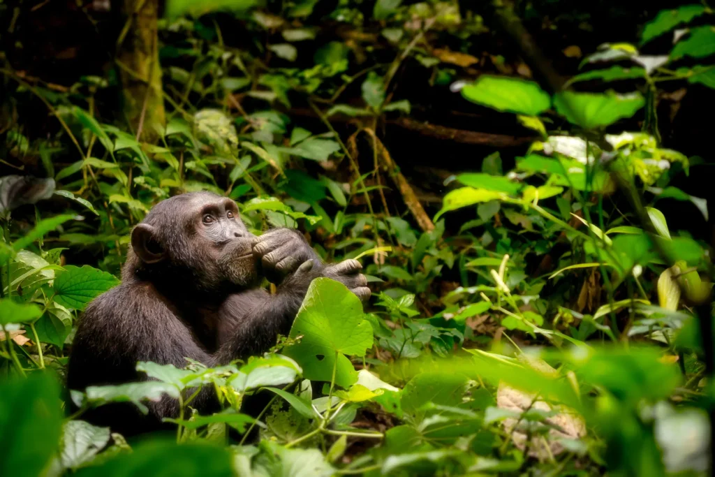 Uganda wakacje last minute
