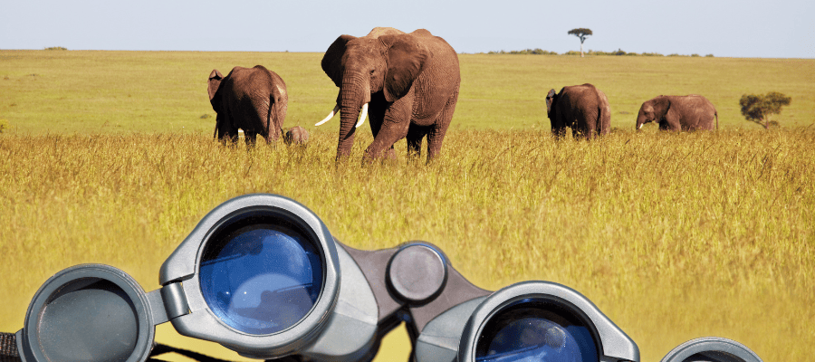 Rzeczy niezbędne podczas safari w Kenii