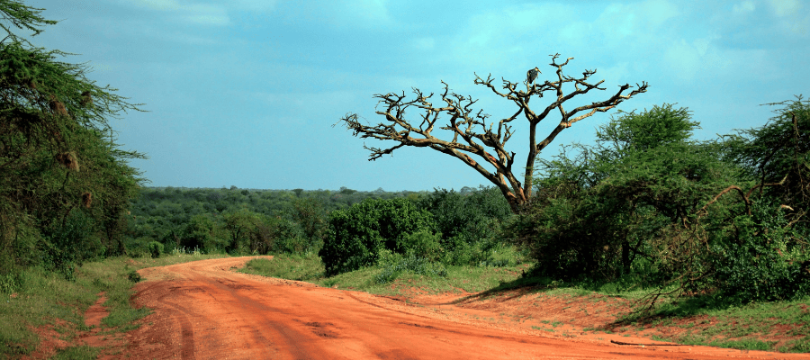 Czerwona ziemia w Parku Narodowym Tsavo East