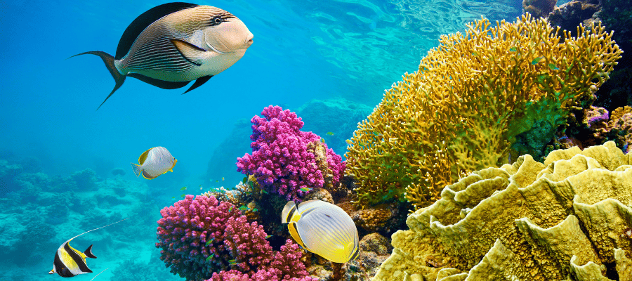 snorkeling marsa alam rafa koralowa nurkowanie egipt