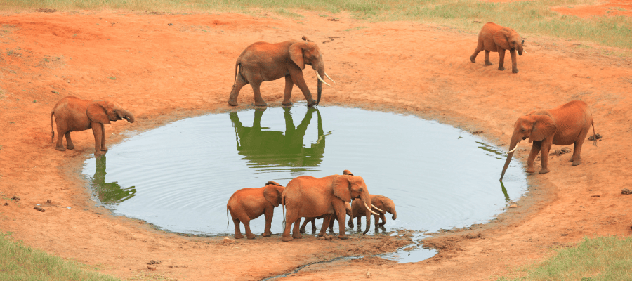 Słonie na sawannie w Tsavo East podczas safari w Kenii