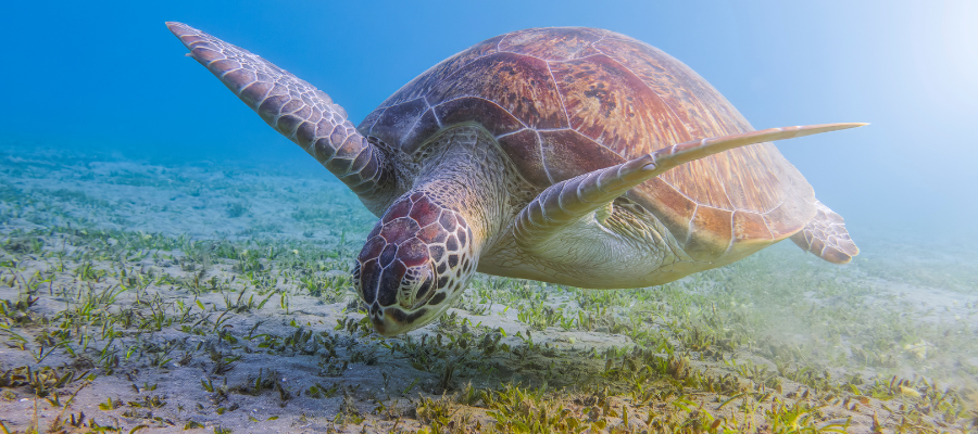 Marsa Alam – żółw morski i rafa koralowa, wakacje Lato 2026