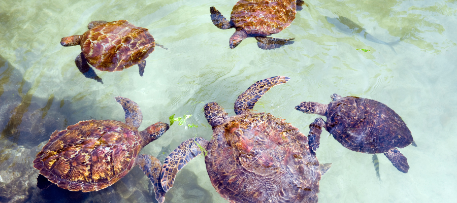 Olbrzymie żółwie Aldabra w krystalicznie czystej wodzie na Prison Island na Zanzibarze