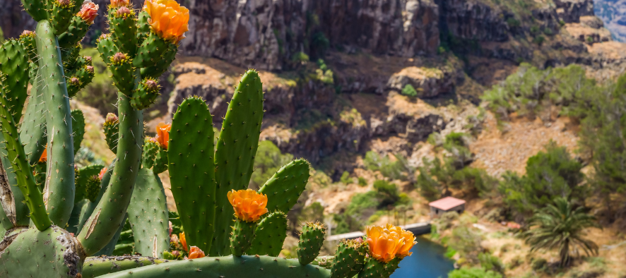 Kaktusy z pomarańczowymi kwiatami na tle wąwozu La Gomera