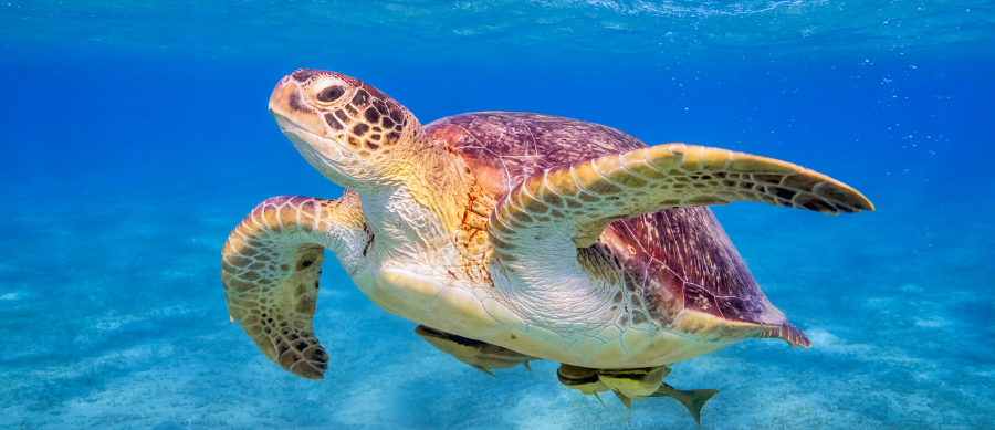 Marsa Alam majówka 2026 – rafa koralowa i snorkeling w Morzu Czerwonym